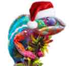 Picture of lizzard with Santa Hat